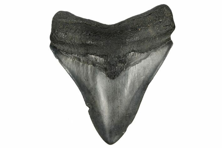 Fossil Megalodon Tooth - South Carolina #180913
